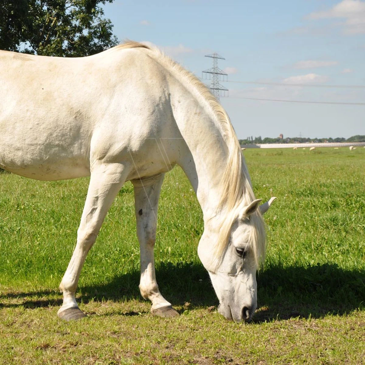 Gallagher Turboline Lint 20 Mm Wit 200m 7 Gallagher Turboline Lint 20 Mm Wit 200m - Afbeelding 5