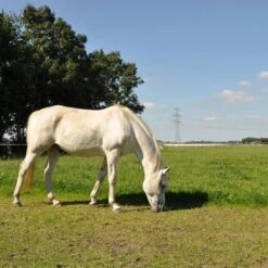 Gallagher Turboline Lint 20 Mm Wit 200m 13 Gallagher Turboline Lint 20 Mm Wit 200m -Goedkope Wolfswinkel winkel 007608 6 GALLAGHER