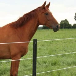 Gallagher Ecopaal 1,85m (4) -Goedkope Wolfswinkel winkel 009534 2 GALLAGHER