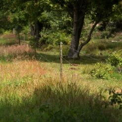 Gallagher Bevestigingsdraadje Lang (50) 10 Gallagher Bevestigingsdraadje Lang (50) -Goedkope Wolfswinkel winkel 011063 4 GALLAGHER