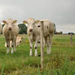 Gallagher Schroefisolator Bs Hout Super -Goedkope Wolfswinkel winkel 011209 3 GALLAGHER