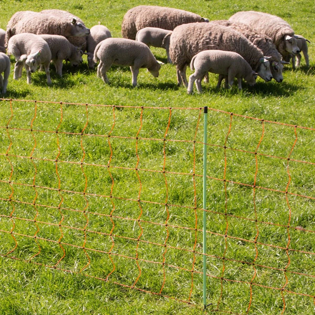 Gallagher Schapennet, Oranje 90/1 - 14/g 4 Gallagher Schapennet, Oranje 90/1 - 14/g - Afbeelding 2