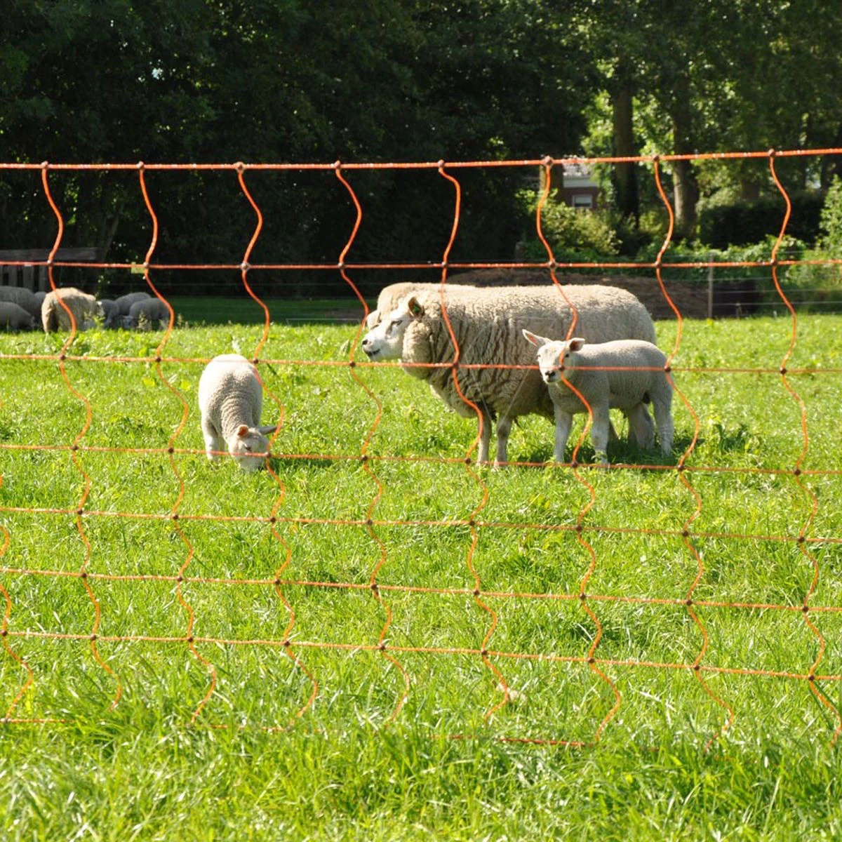 Gallagher Schapennet, Oranje 90/1 - 14/g 10 Gallagher Schapennet, Oranje 90/1 - 14/g - Afbeelding 8