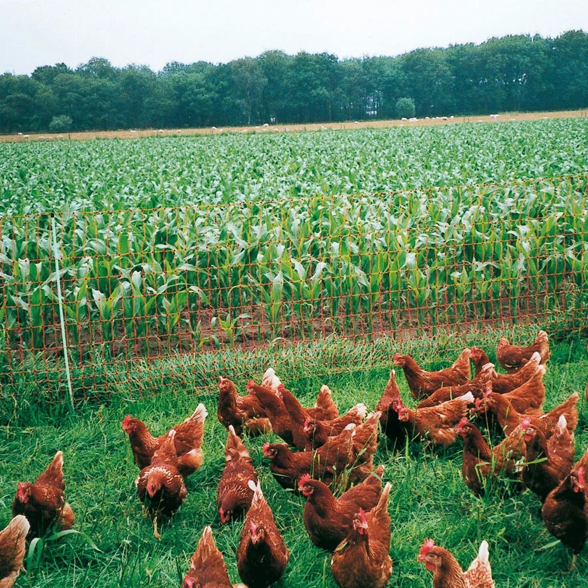 Gallagher Kippennet, Oranje 112/1 - 15/g 4 Gallagher Kippennet, Oranje 112/1 - 15/g - Afbeelding 2