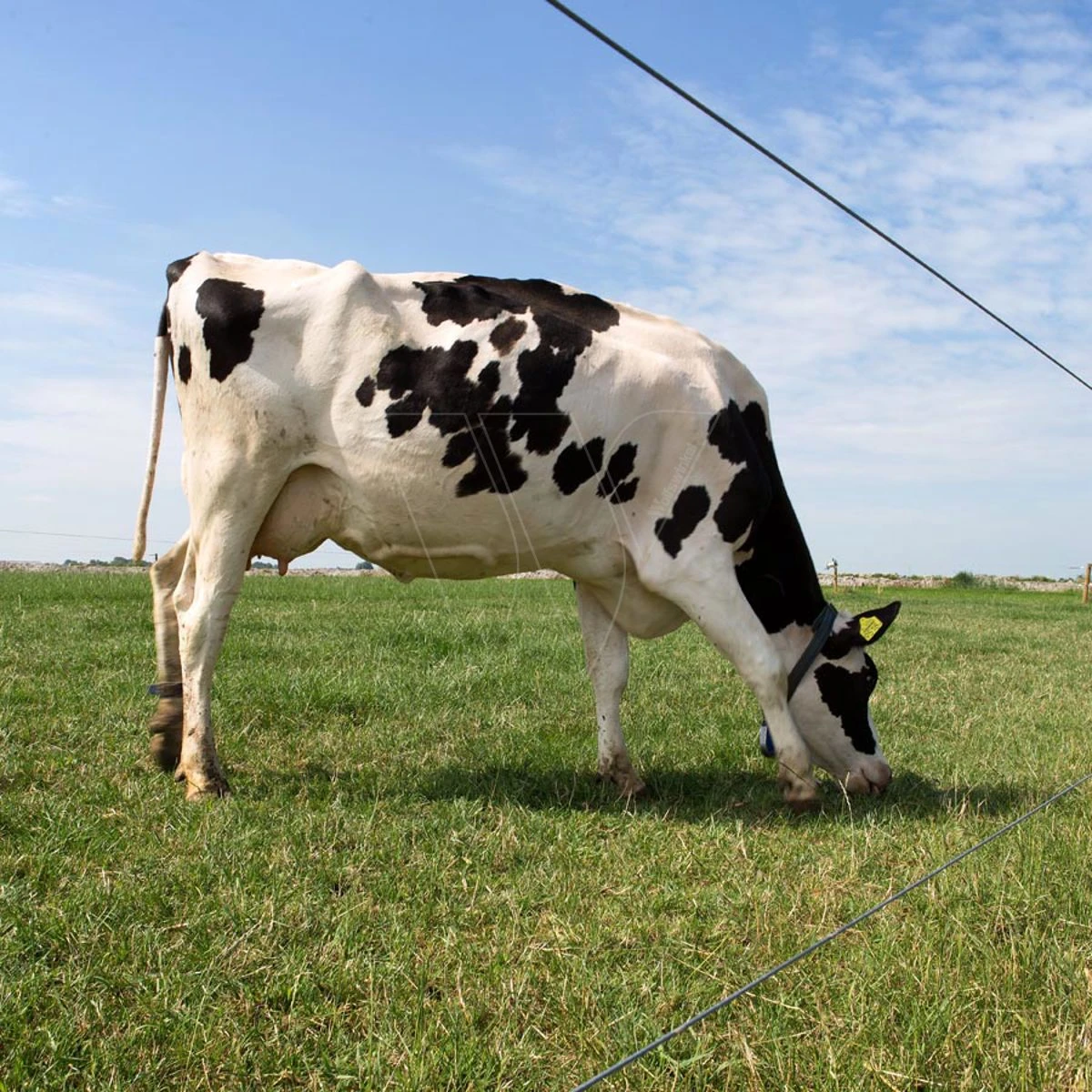 Gallagher Gealuminiseerd Draad Ht 2,5mm 7 Gallagher Gealuminiseerd Draad Ht 2,5mm - Afbeelding 5