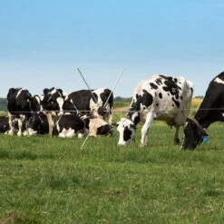 Gallagher Rasterspin (5) 18 Gallagher Rasterspin (5) -Goedkope Wolfswinkel winkel 056388 6 GALLAGHER