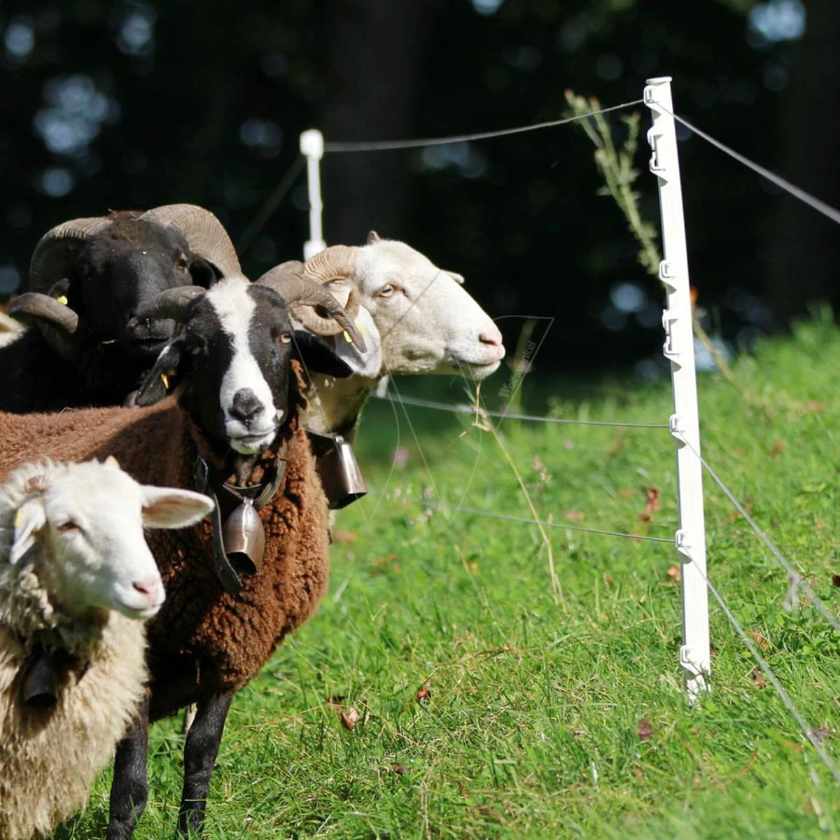 Gallagher Schapenpaal 0,75m Wit (10) 4 Gallagher Schapenpaal 0,75m Wit (10) - Afbeelding 2