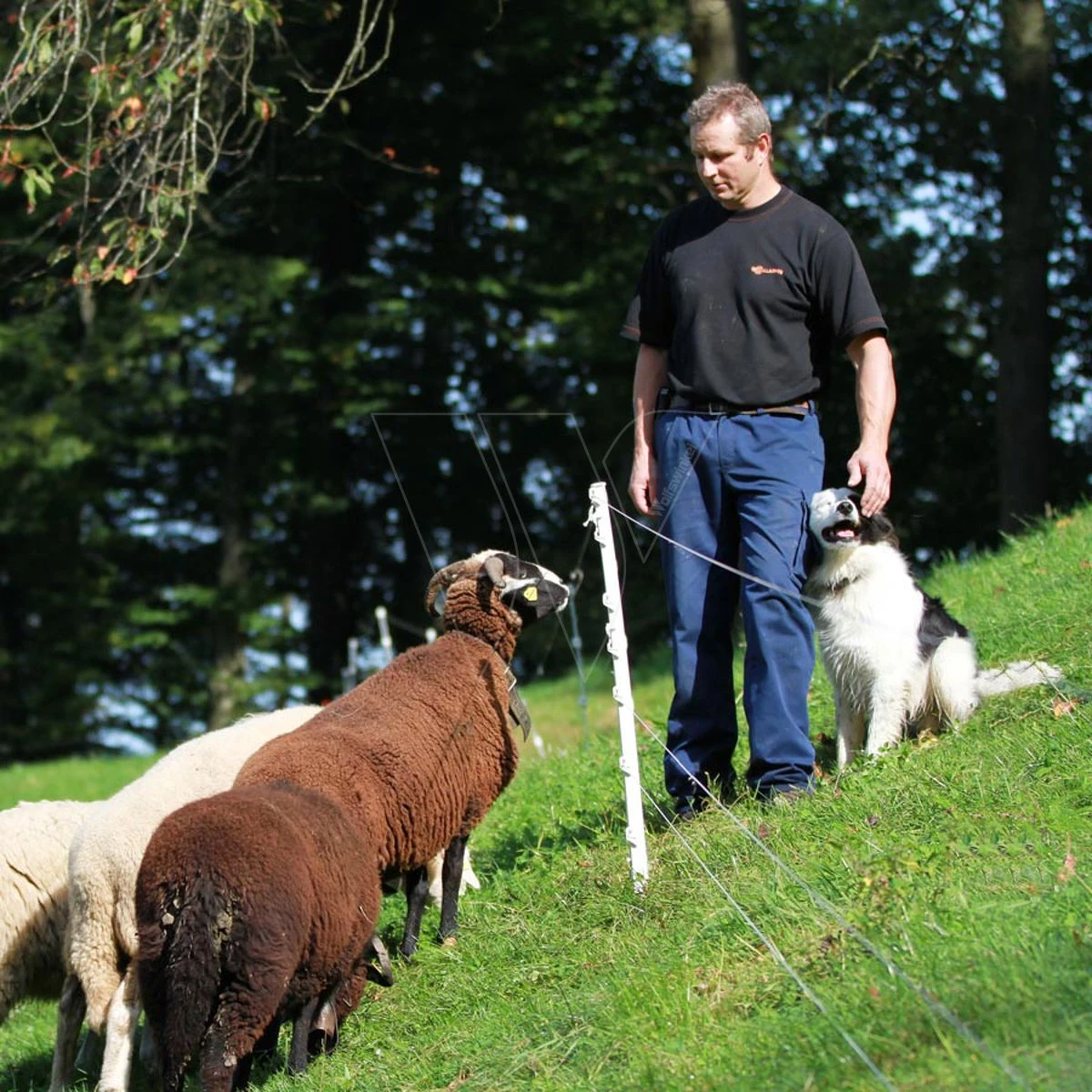 Gallagher Schapenpaal 0,75m Wit (10) 5 Gallagher Schapenpaal 0,75m Wit (10) - Afbeelding 3