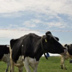 Gallagher Duopack Vidoflex 9 Turboline P -Goedkope Wolfswinkel winkel 069323 3 GALLAGHER