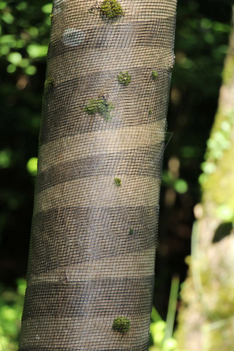 Poly-net 100m X 15cm Boombeschermer 3 Poly-net 100m X 15cm Boombeschermer