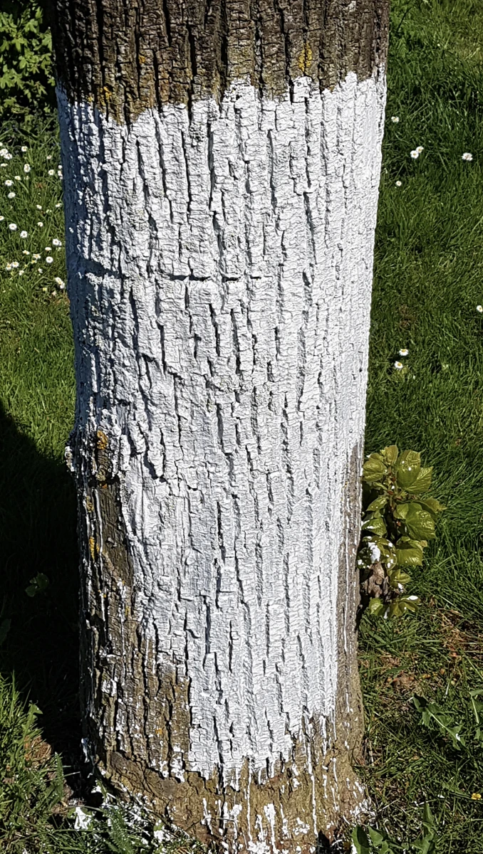 Cortiflex Zonnebrand Voor Bomen 5 Kg 4 Cortiflex Zonnebrand Voor Bomen 5 Kg - Afbeelding 2