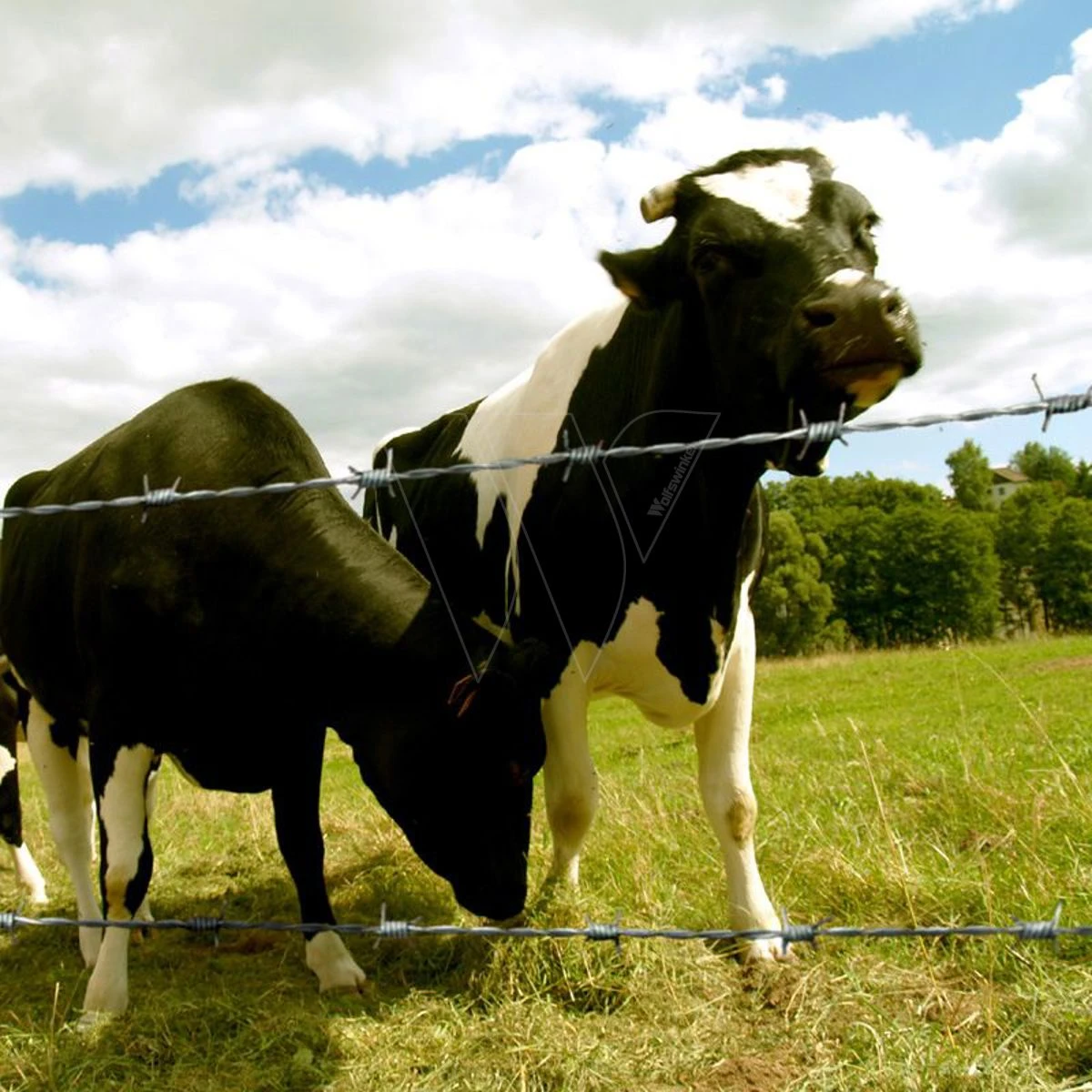 Arcelormittal Scorpio® Prikkeldraad 500m 6 Arcelormittal Scorpio® Prikkeldraad 500m - Afbeelding 4