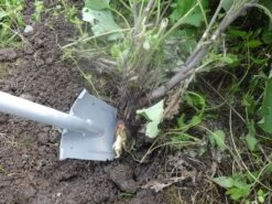 Golden Zaba Multifunctionele Zaag Spade -Goedkope Wolfswinkel winkel golden zaba 2